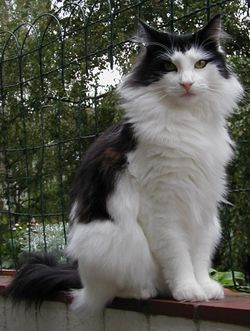 Nórska lesná mačka