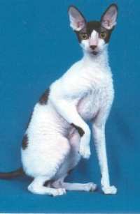 Cornish rex