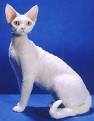 Devon rex