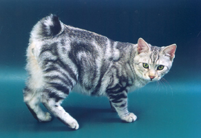 Kurilean bobtail