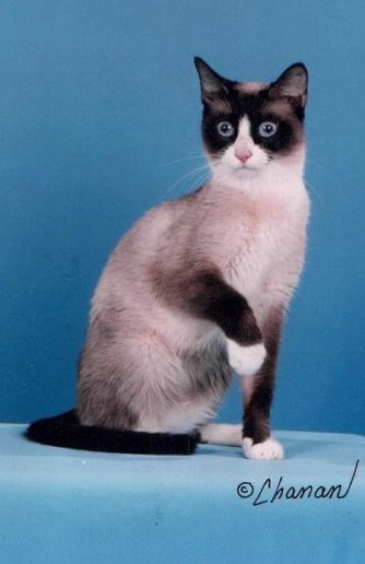 snowshoe