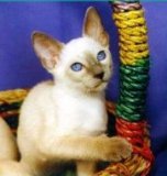 siamese-nahlad.jpg