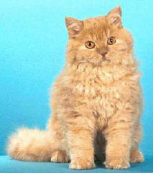 Selkirk_Rex-Cat_2.jpg